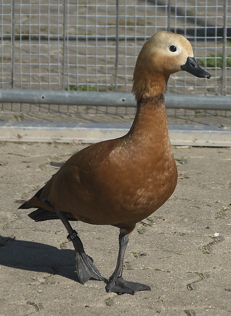 来看