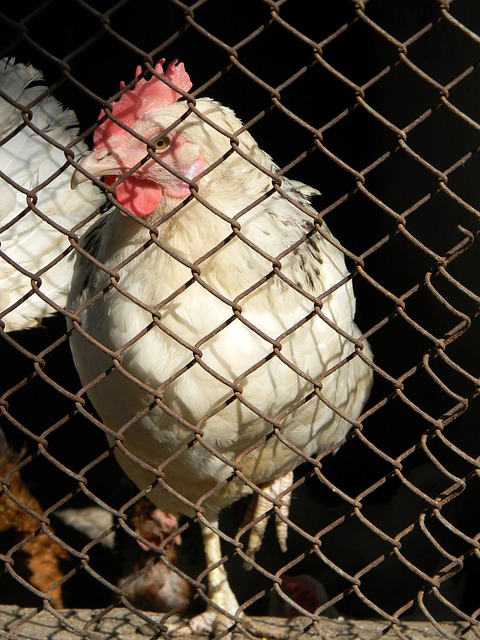 雄鹿的比赛 雄鹿的比赛